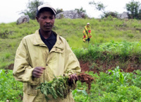Agriculteur malgache avec des plants flétris © ANSES - Gilles Cellier
