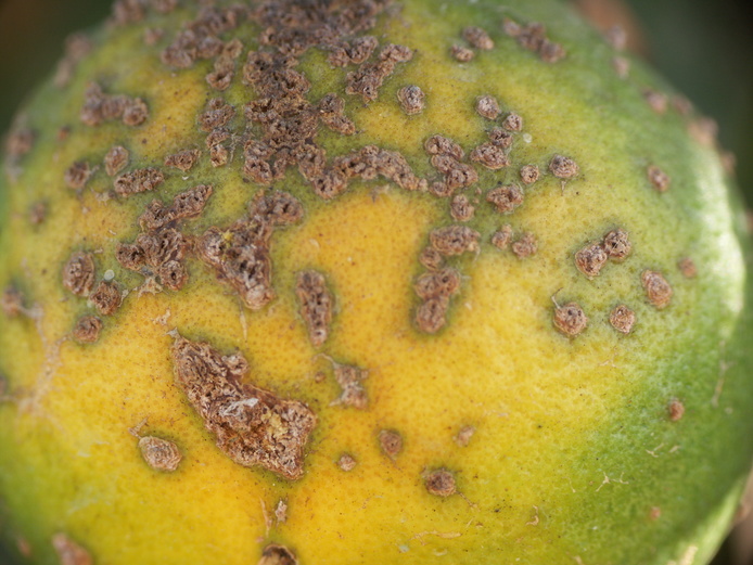 Symptômes du chancre bactérien © Cirad - Christian Verniere