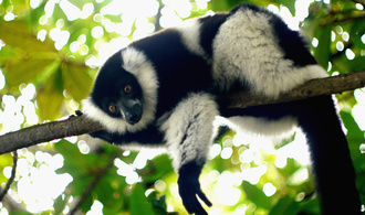 Lemurien Varecia variegata © Shannti Dinnoo