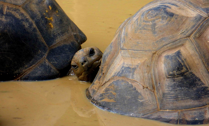 Tortue Aldabrachelys gigantea © Alexandre Reteau