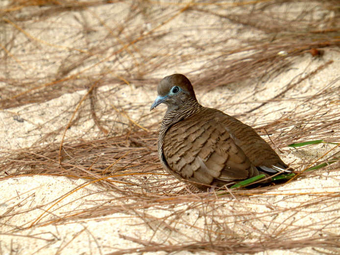 Tourterelle pays Geopelia striata © Alexandre Reteau