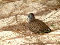 Tourterelle pays Geopelia striata © Alexandre Reteau
