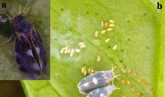 (a) Gros plan sur un adulte (b) Femelle au-dessus, mâle au-dessous, et œufs (Copyright : S. Mérion, FDGDON - DiBCA)