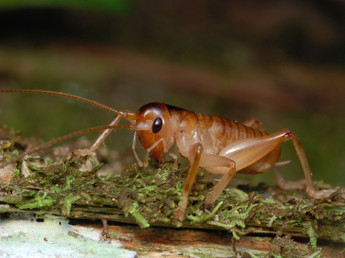 Criquet Glomeremus sp.© C. Micheneau, Université de la Réunion