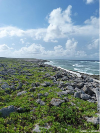 Formation herbacée supra-littorale sur graviers et galets (Flore : Ipomoea pes-caprae)