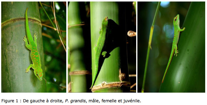 Grand gecko vert de Madagascar