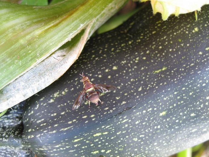 Mouche des légumes © Cirad
