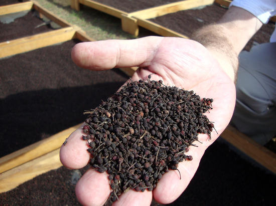 © V. Porphyre, Cirad