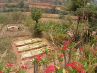 Technique de pépinière en roseau