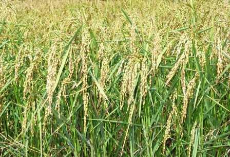 Variété de riz FOFIFA 173 © L-M. Raboin, Cirad