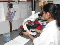 Examination of diseased plant sample