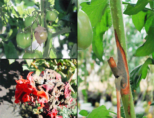 Service de Protection des Végétaux (SPV)