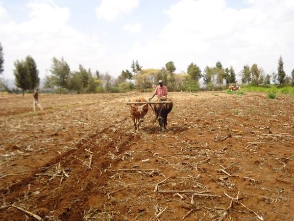 Travail du sol sans labour