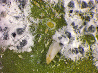 Adultes et larves d'aleurodes du cocotier.
