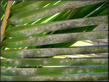 Feuille de cocotier parasitée par l'aleurode A. atratus