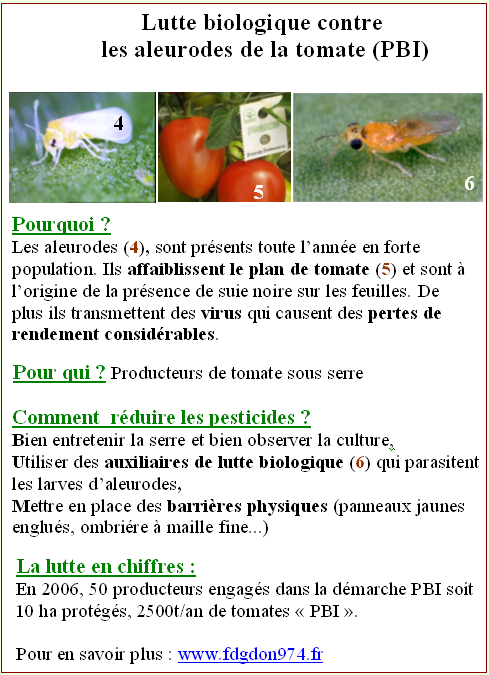 Lutte contre les aleurodes en Protection Biologique Intégrée (PBI)