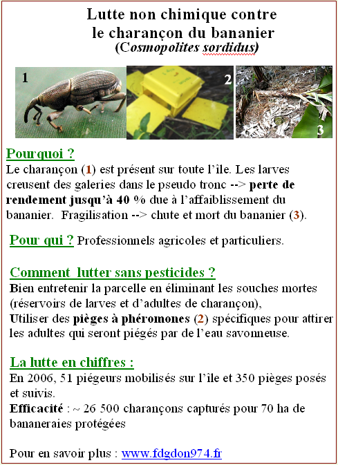 Lutte contre le charançon du bananier