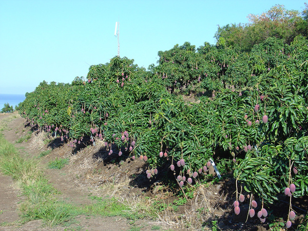 Verger de manguiers à Bassin Plat.