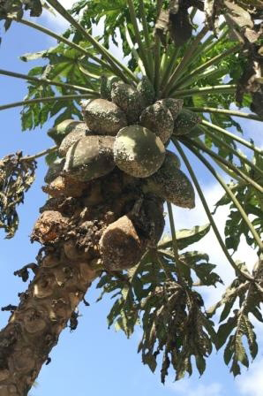 Cochenille du papayer à la Réunion !