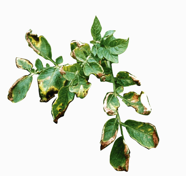 Commission phytosanitaire de la Réunion : bilan sur le front de la protection des cultures