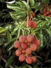 Litchi chinensis extrait du site "http://caribfruits.cirad.fr/fiches_fruits/litchi_letchi"
