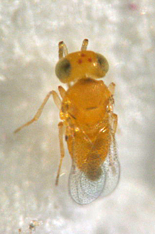 ParasitoÃ¯de adulte (Encarsia dispersa)