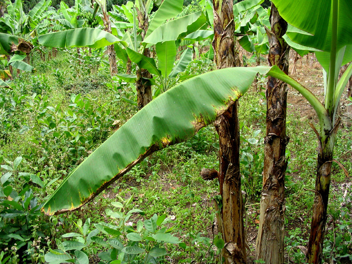 Bananeraie aux Comores. Photo Gilles WUSTER, CIRAD, mai 2005.