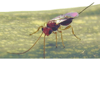 Fopius arisanus, parasitoïde des mouches des fruits.