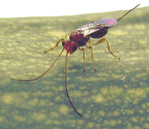 Fopius arisanus, parasitoïde des mouches des fruits.