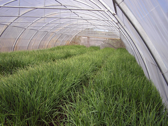 Production de semences de base certifiées d'ail.