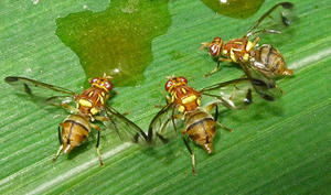 Mouches des légumes.
