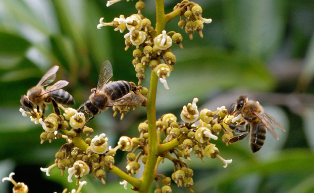 Abeilles sur fleurs de letchis à la Réunion.