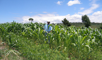 Site d'essais en Semis Direct sur Couverture Végétal de l'ONG TAFA à Antisabe, Madagascar.