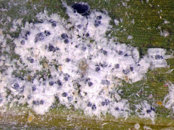Colonie d'aleurodes du cocotier.