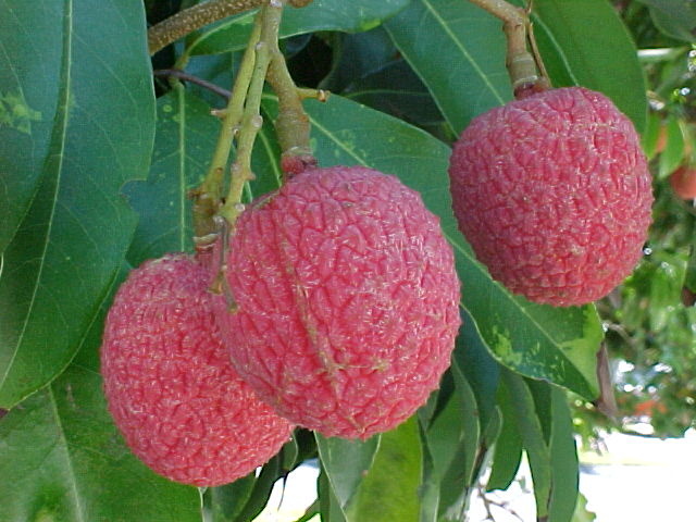 L'île Maurice commence l’exportation de litchis