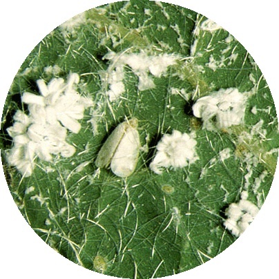 Aleurode du cocotier.