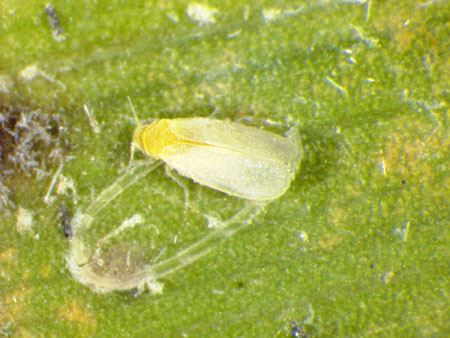 Adulte de l'aleurode du cocotier.