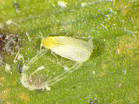 Adulte de l'aleurode du cocotier.