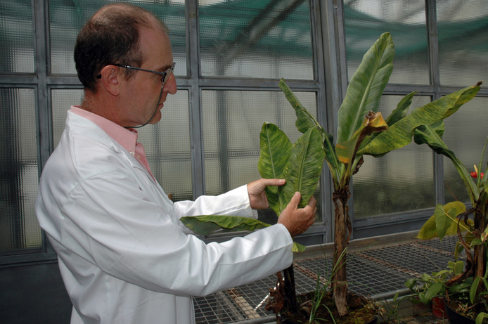 Bruno Hostachy, responsable de la station Ravageurs et pathogènes tropicaux du Laboratoire de la santé des végétaux (Réunion).