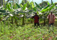Bananeraie et cultures maraîchères aux Comores