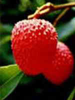 Litchi : saison 2007/2008 à Maurice