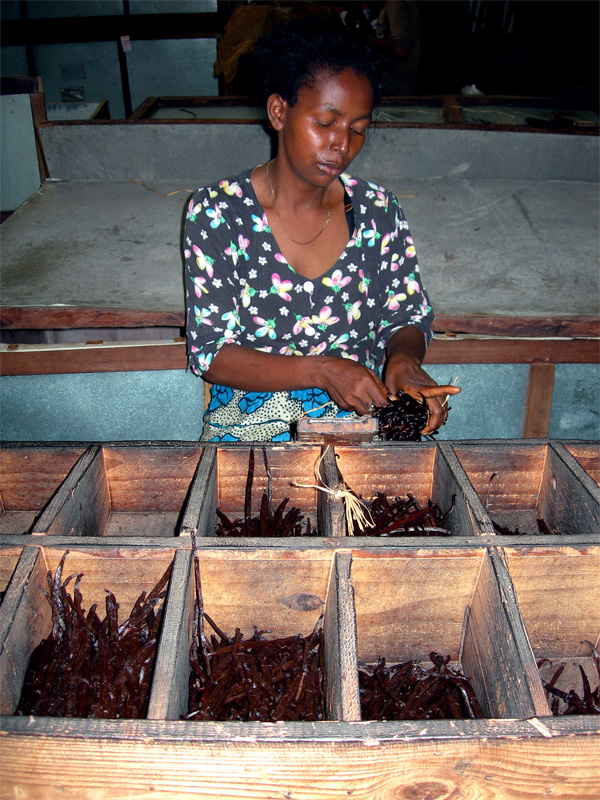 Préparation de la vanille aux Comores