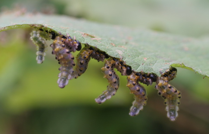 Larves de Cibdela janthina dévorant des feuilles de raisin marron (Rubus alceifolius).