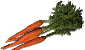 Produire de la carotte pour l’exportation, un grand pas pour la grande île !