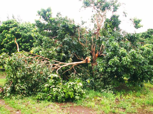 Dégât sur litchis à la suite du passage de Gamède