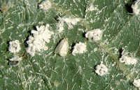 Adultes (mouche blanche) et nymphes