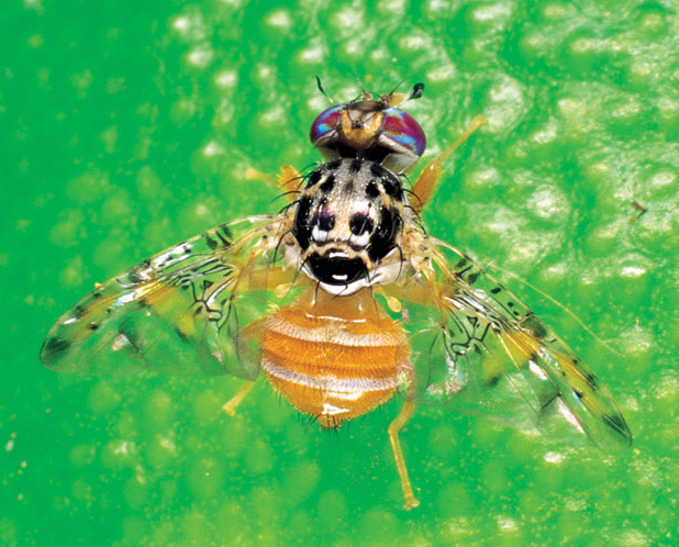 Mouche méditerranéenne (taille <8mm), Ceratitis capitata