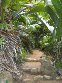 La vallée de Mai à Praslin, réputée pour ses cocos de mer, symbole des Seychelles.