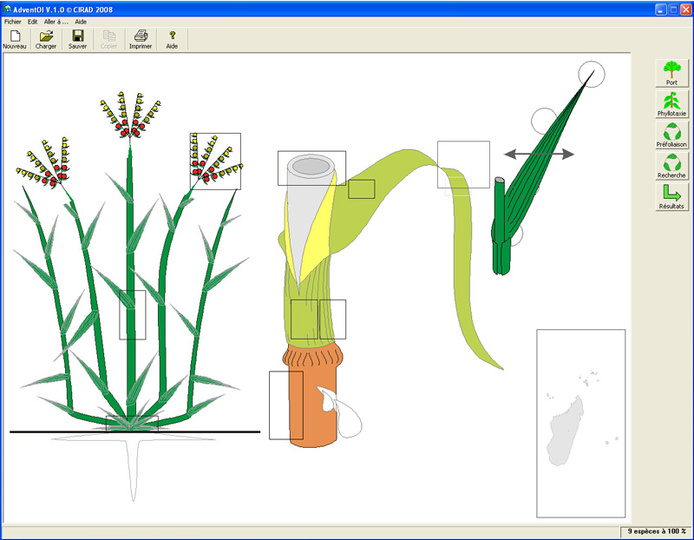Portrait-robot d'une adventice dans l'outil de reconnaissance AdventOI.