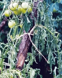Flétrissement bactérien de la tomate (Ralstonia solanacearum)